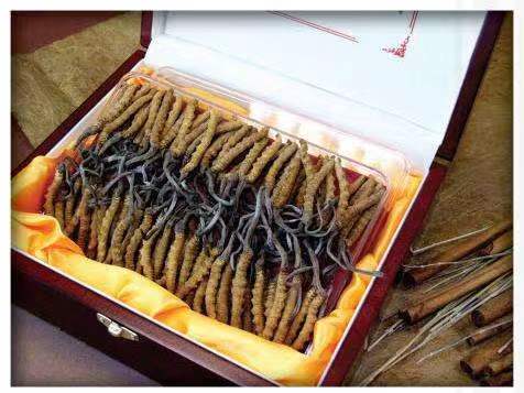 雅安冬虫夏草回收